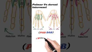 interossei muscles action [upl. by Gayleen]