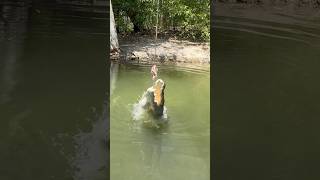 Crocodile feeding Far North Queensland is croc country and captured this in Cairns Australia [upl. by Arahc]