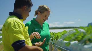 Nufarm Intervene Pinata Farms success in strawberries [upl. by Cally]