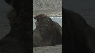 Elephant Seal Battle  Lindblad Expeditions [upl. by Pedrick]