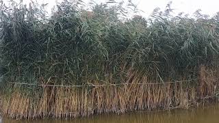 Wasserstand Neusiedlersee  Bereich Oggauer Bucht [upl. by Varion]