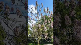 chinesischer Blauglockenbaum Paulownia tomentosa  Gartenexpedition invasiveplants paulownia [upl. by Daahsar]