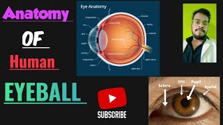 anatomy of the eyeball  Human eye anatomy Structure  Parts  Functions  Rods amp Cones [upl. by Leavelle]