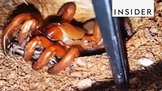 Trapdoor Spiders Are Masters Of Surprise [upl. by Petite]