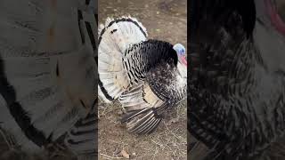 Turkey Tom gobbles in response to whistling  gobbling turkey birdshotrs [upl. by Dloraj360]