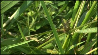 The Grasshopper Caelifera Orthoptera [upl. by Tonia]