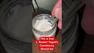 This is how L Reuteri yogurt’s consistency should be not separated whey reuteri [upl. by Ekihc]