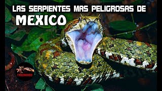 LAS SERPIENTES MAS PELIGROSAS DE MEXICO  Las Serpientes mas Venenosas de México [upl. by Noemad710]