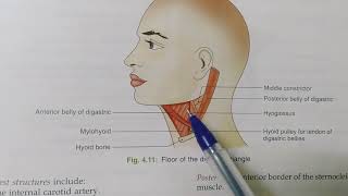 ANTERIOR TRIANGLE OF THE NECKNOTESBDCHAURASIAHEADNECK AND BRAIN ANATOMY [upl. by Ahsiekin]