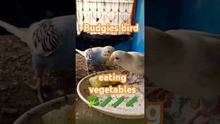 Budgies bird eating vegetables 🥦🥒🥒🥒🥒birds budgiecolony budgiesbreeding [upl. by Tirza]