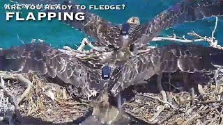 252🦅Osprey Nest／Port Lincoln Osprey Live Stream [upl. by Slohcin]