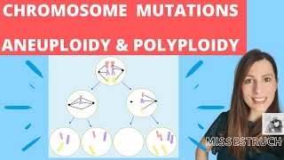 CHROMOSOME mutations  A level biology Nondisjunction in meiosis Aneuploidy amp polyploidy [upl. by Eidarb667]