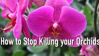 How to WATER your Orchids Correctly [upl. by Koah]