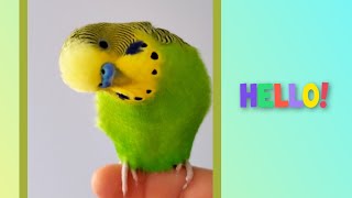 Budgie calling sound [upl. by Leahcimal]