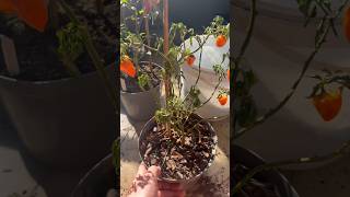 Wilting plant even after watering 🪴 What to do [upl. by February]