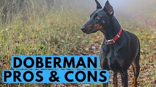 Doberman Pinscher Pros and Cons [upl. by Anitsirhc811]