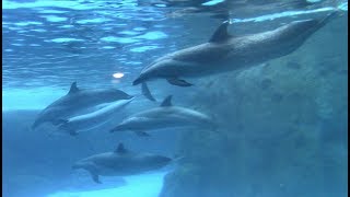 Pantropical Spotted Dolphins at Chimelong Ocean Kingdom 82117 [upl. by Benenson975]