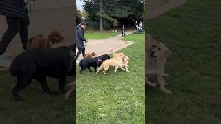 Dog Park Excitement goldenretriever dogs [upl. by Yllib]