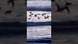 Sanderlings Flying Ocean Beach San Francisco sanderlings birds oceanbeach sanfrancisco sunset [upl. by Ecienal411]