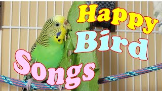 12 Hr Help Quiet Parakeets Sing Playing This Cute Budgies Chirping Reduce Stress of lonely Birds [upl. by Anrak777]