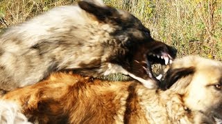 Rank Fight 1  Ethology of Shepherd Dogs 01  ранжирование борьба [upl. by Selima]