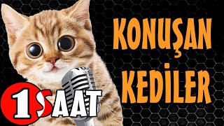 Konuşan Kediler 1 Saat  Sinema Tadında Komik Kediler  PATİ TV [upl. by Leksehcey]