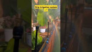 Automatic irrigation system for garden diyprojects garden irrigation [upl. by Lahey]