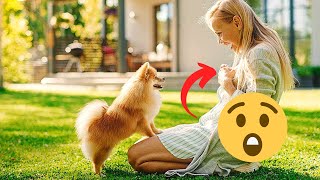 How to Potty Train a Pomeranian Secret Little Trick  Are Pomeranians Hard to Train [upl. by Hamford205]