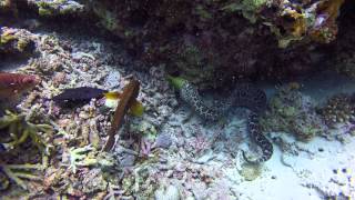 Undulated moray eating a redtoothed triggerfish [upl. by Asyal]