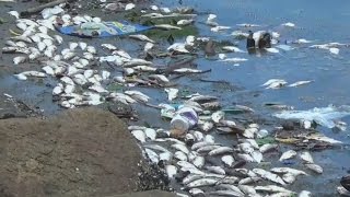 Thousands of dead fish wash up on Rios Olympic shore [upl. by Marelda]