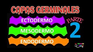 CAPAS GERMINALES PARTE 2 EMBRIOLOGIA ECTODERMO MESODERMO ENDODERMO 🌈😀 [upl. by Eleinad784]