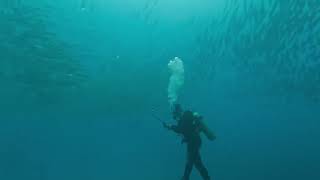 School of Pacific Barracuda [upl. by Hannan]