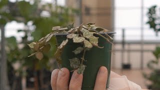 Hoya curtisii  greengate Garden Centres [upl. by Haye]