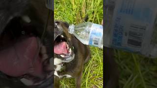 Dog Molly drinks water from bottle dog outdoors workingdog cute mansbestfriend redeemed [upl. by Sidky]