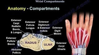 Conditions Affecting Dorsal Wrist Compartments  Everything You Need To Know  Dr Nabil Ebraheim [upl. by Orme72]