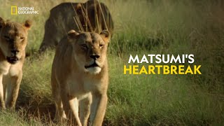 Matsumis Heartbreak  Joubert Big Cat Reversion  हिंदी  Full Episode  S1  E6  Nat Geo [upl. by Haronid29]