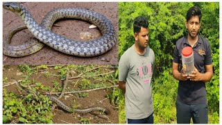 Checkered keelback snake rescue amp release by sarpmitra abhijeet kamble Ravikar  wildlife [upl. by Ssenav]