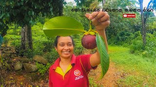 මහ වැස්සෙම බරකොකු කඩන්න ගියා  රත්නපුරේ ලස්සනම ගම 02  Ratnapura  Sri Lanka  Travel Vlog [upl. by Evelin]