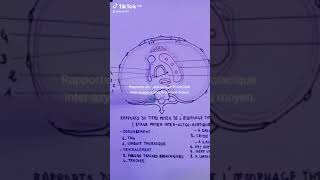 Rapports de l oesophage thoracique interazygoaortique ou tiers moyen [upl. by Ortensia601]