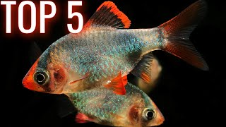 Top 5 Barb Fish for your Aquarium [upl. by Eemla]