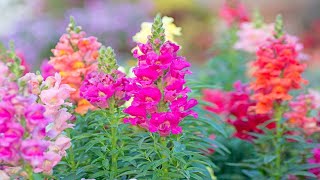 Antirrhinum majus Beautiful Flower 59 [upl. by Anib]