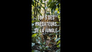 TOP 5 des Prédateurs de la jungle animaux tortoiseaddict animalsfacts animals [upl. by Ethelyn403]