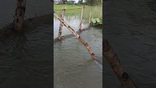 Heres a way of finding your fish in the countryside fishing rice viralvideo youtube [upl. by Mercier809]