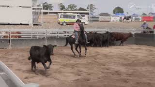 Willinga at Juandah Plains Campdraft Day 3  Session 3 [upl. by Elvin]