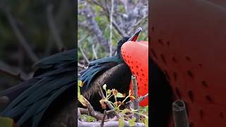 Meet The Frigate Bird [upl. by Airahs]