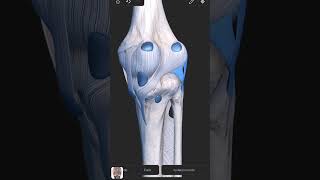 Visual Anatomy 3D  Facts about the Arcuate popliteal ligament [upl. by Francois]