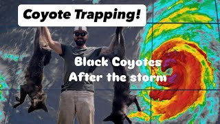 Coyote Trapping  Black Coyotes After Hurricane Helene [upl. by Suivatnad]