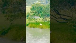 Seethawaka Botanical Gardens Sri Lanka 🇱🇰  travelling viralvideo dayout nature loveanimals [upl. by Acinyt81]