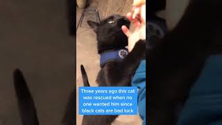 Black cats need love too Do you think they are bad luck catlovers catperson halloweenishere [upl. by Anahsed371]