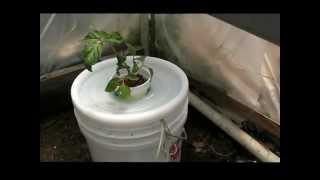 Compost Tea Hydroponics AquaponicsDIY Organic Hydroponic Tomatoes [upl. by Alita]